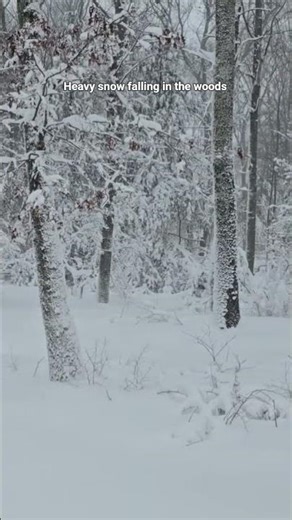 Heavy Snow Falling in the Woods | Winter Forest Ambience (No Commentary)