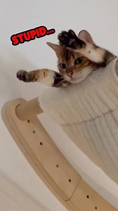 Cat powered and purring like a kitten 🐱 #cat #catsofinstagram #vo #dub #super #heroes #villains #talkingcat | Rufus Goodboy