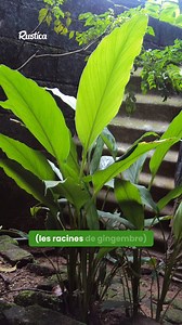 435K views · 6.6K reactions |  Le gingembre, cette plante aux multiples vertus ! Découvrez ses secrets et apprenez comment le cultiver chez vous, que ce soit en pot ou en pleine terre. Un incontournable du jardinage printanier à ne pas manquer ! #gingembre #jardinage #plantesmédicinales #jardinage #jardin | Rustica | Facebook