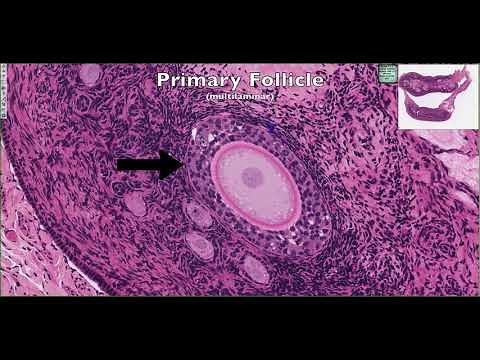Histological Structure of the Ovary 4K
