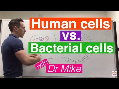 Eukaryotic vs. Prokaryotic Cells
