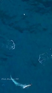 124K views · 1.6K reactions | Leopard seal chasing penguin 玲 . . #sealion #penguin #reelsvideoシ #fbreelsvideo #reelsvideo #reelsviral #sealions #Attack #oceanlife #fishhuntertv | FishLife world TV | Facebook