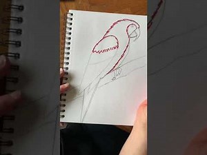 How to Draw a Macaw