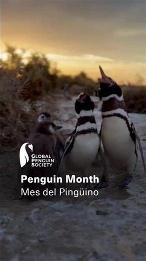 Penguin Month • Mes del Pingüino #penguins #pingüinos #magallanes #wildlife