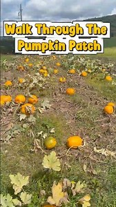 Walk Through The Pumpkin Patch 🎃