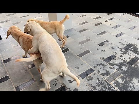 3 Surprising Reasons Your Golden Retriever is Angry