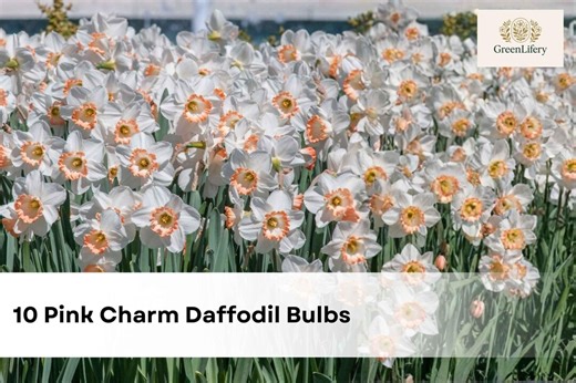 Pink Charm Daffodil Bulbs (10) | Salmon-pink & White Narcissus - Etsy