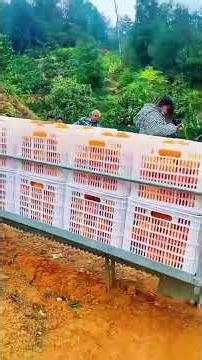 New Orange Picking Machine: Rail Transport Efficiency Unveiled!