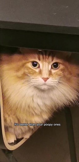 Why Grumpy Cats Are Better Than Poopy Ones