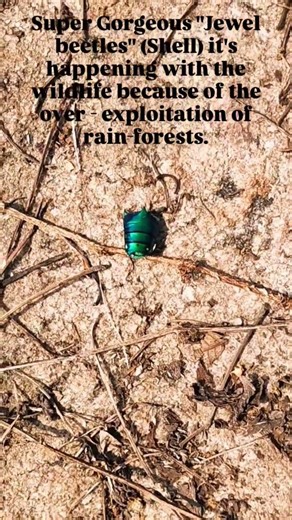 "Jewel beetles - Shell" (Stop over exploitation of rain-forests) #savewildlife #beetles #savenature