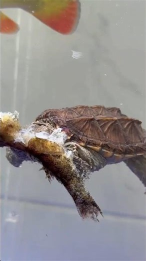 Snapping Turtles Fighting Over Food 😳 | Feeding Gone Wrong #shorts #snappingturtle