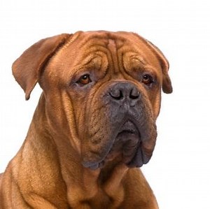 9 Rare Mastiff Breeds That Are Large and in Charge | LoveToKnow Pets