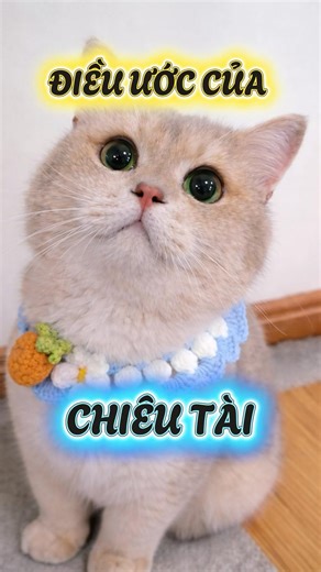 Rốt cuộc điều ước của Chiêu Tài là gì vậy #viral #viralreelsシ #viralshorts #viralreels