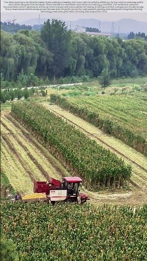Vanishing Rows: How Combine Harvesters Transform Fields in Minutes