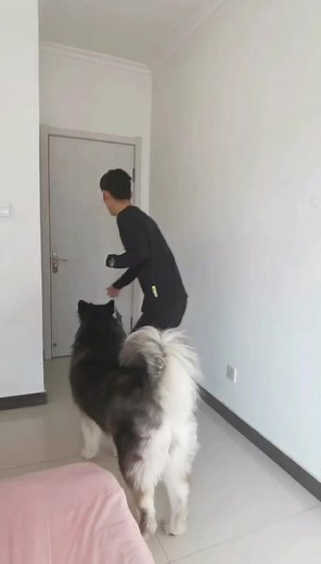 Failed implementation😅 #dogs #Funny #Real | HKY Viral