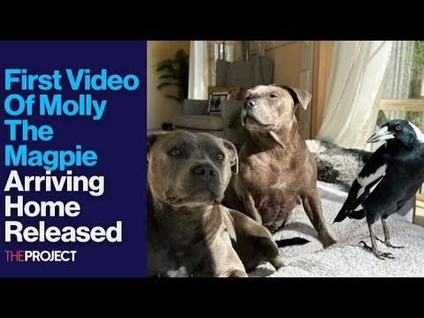 First Video Of Molly The Magpie Arriving Home Released