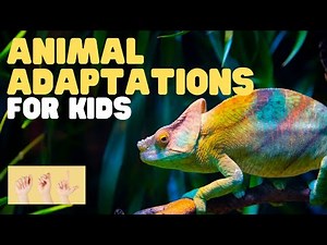 ASL Animal Adaptations for Kids