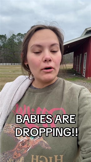 Adorable Fainting Goat Babies on the Farm
