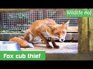 Laughing Fox Cub Steals GoPro!