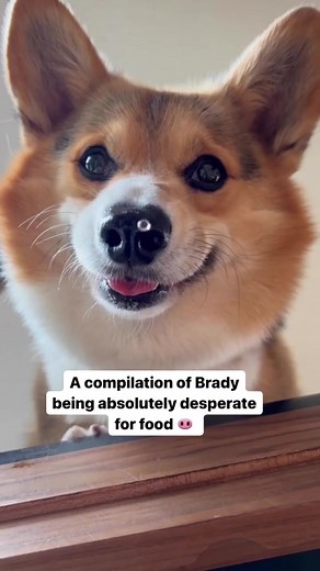Brady: The Ultimate Food-Motivated Corgi | Funny Dog Video