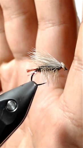 Tomás Plandolit - Atado de Moscas on Instagram: "Caddis 🔥 Estamos en la mejor época de eclosiones de tricópteros! Esta versión de Caddis puede ser una excelente opción para pescarlas arriba 🎣 . . Materiales: . Partidge 12 . Krystal flash . Peacock . Saddle . Ciervo . . Espero que les sirva! Saludos 🙌"