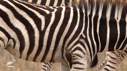 Nature’s Pulse on Reels | Facebook