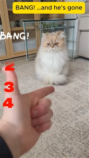 Cats Playing Dead After “Bang!” - Oscar goes to this cats