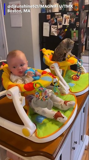 Monkey see, monkey do! 😂 #cat #baby #copycat #cuteanimals #chair #toys #boston | Action News 5