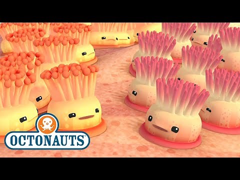 ​‪@Octonauts‬ - The Enemy Anemones | Full Episode 23 | ‪@Kidzuko‬