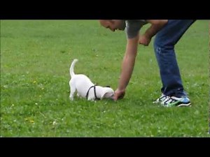 LUCIO JAKC RUSSEL TERRIER ADDESTRAMENTO