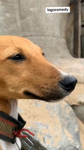 23K views · 610 reactions | security dog 藍藍藍 | Logo comedy | Facebook