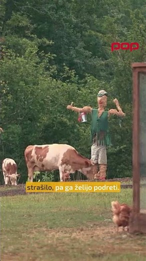 Dejan je samozavesten za boj v areni. 😏 #POPTV #Kmetija2026