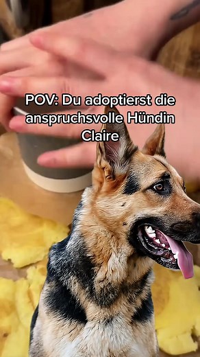 Gutes Essen? Dein Tierheim-Match Claire ist so anspruchsvoll wie du. (@sophia_sofire ist approved)