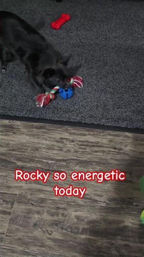 ASMR ROCKY SO MUCH ENERGY TODAY WELCOME BACK BOY #shorts #trending #video #puppy #cutedog #pets