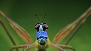 With between 5 and 10 million different kinds, there’s no doubt that we’re living on 'Planet Insect.' Insects live the most extraordinary lives, many of them revealed for the first time in this one-hour program. 📺 Watch Link: https://curiosity.tv/1zmlwxf | Curiosity Stream