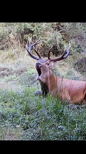 47K views · 4.9K reactions | Jelenia ruja,Slovakia#slovakia #nature #naturephotography #wildlife #deer #priroda #jelen #animals | Jan Jakub | Facebook