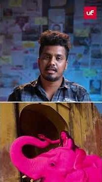 Jaipur elephant pink photoshoot sparks backlash over animal welfare concerns