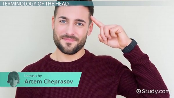 Calvarium Definition & Anatomy