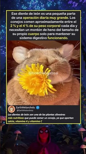¿Qué comen REALMENTE los conejos para mantenerse saludables?