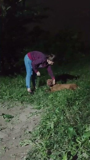 Giant PitBull #lekthebestkennel