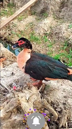 Beautiful Male Muscovy duck #short #shortvideo #birds