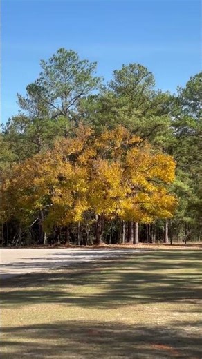 #nature #sawtooth oak tree It’s just now (November 15th) #Fall in the Deep South.