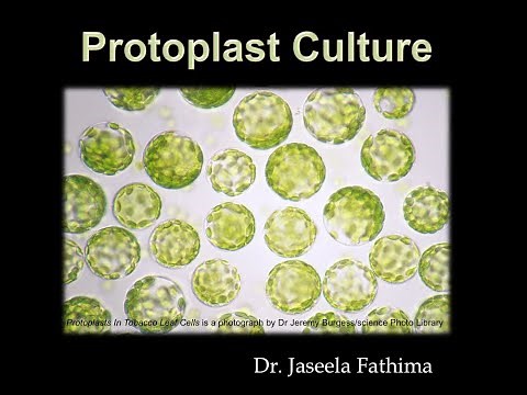 Protoplast culture