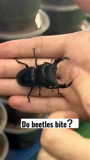 someone asked do beetles bite? #beetle #insects #foryou #tiktok