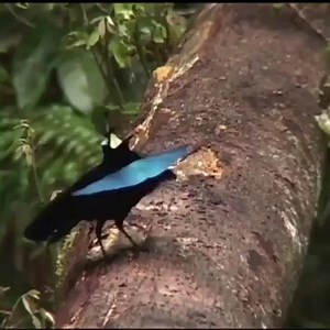 exclusive bird on Instagram: "When you see a Superb Bird-of-Paradise (Lophorina Superba) displaying, it doesn't look like a bird at all. The change is so complete that females just see a jet-black disk with an electric-blue "smiley face" pattern. A close look at the transformation reveals how modified feathers on the head, back, and flank combine in an unexpected way to create a spectacular effect. Video by:© Edwin Scholes"