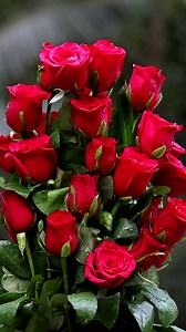 233K views · 10K reactions | Rose bouquets | Roses | Facebook