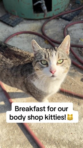 Our auto body shop cats are popular! Here are Agatha, Princess, Boo-boo, and Derpy for their morning breakfast! Also do we think if Derpy is a boy or a girl? 💗💙 #catcolony #shopcat #catsoflosangeles