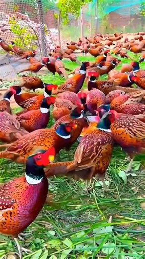 Pheasant farming #birds