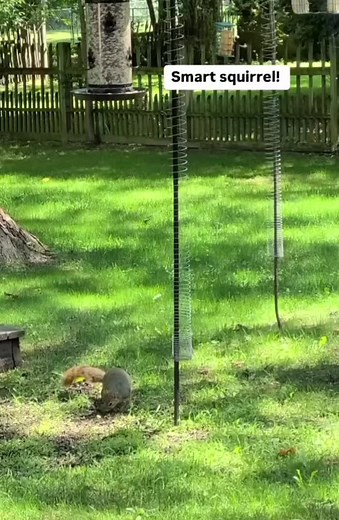 Impressive Squirrel Tricks: Nature's Clever Animals