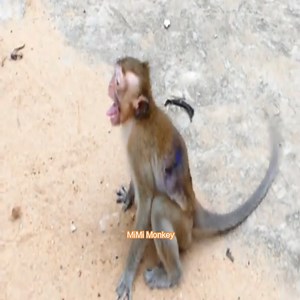 18K views · 167 reactions | Omg Abandoned Monkey Mundo Is Not Welcomed By ExPet Monkey Lory | MiMi Monkey | Facebook